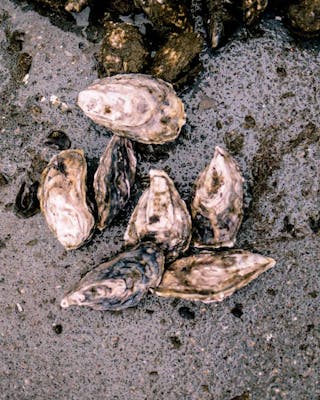 Austern aus Namibia