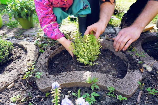 Vater und Kind setzen Kräuterpflanze in Erde