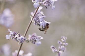 Biene bestäubt Blume