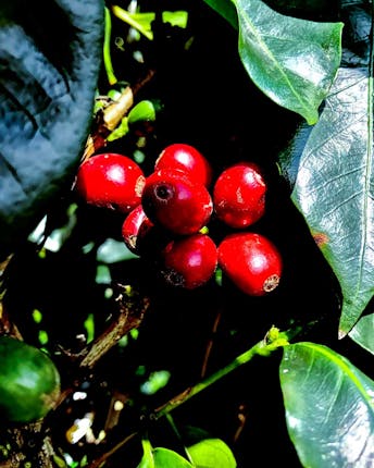 Rote Kaffeekirschen, die am Kaffeestrauch hängen